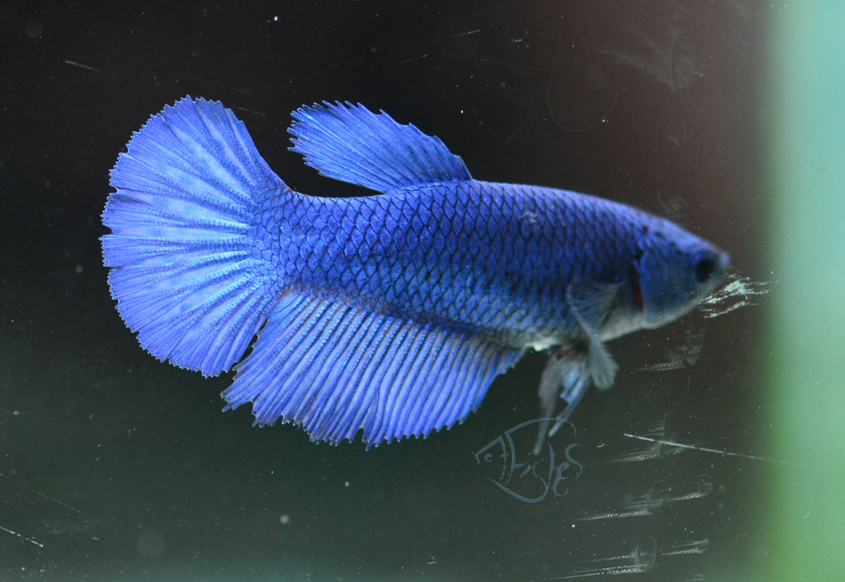 Blue Halfmoon Female