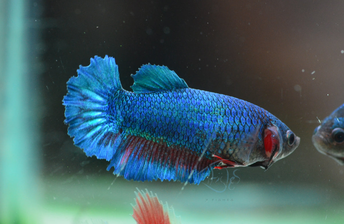 Turquoise Halfmoon Female