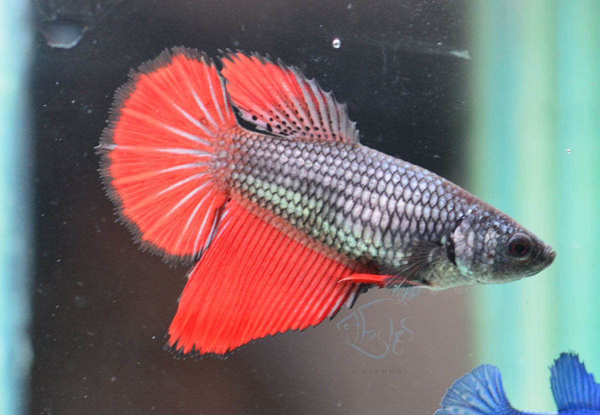 Copper Red Halfmoon Female