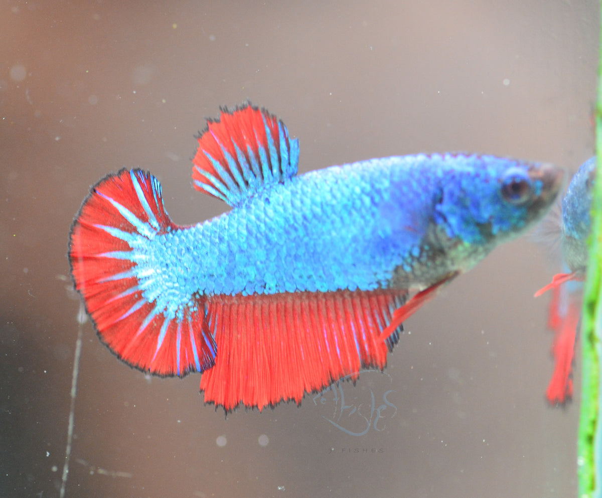 Bicolour Halfmoon Female