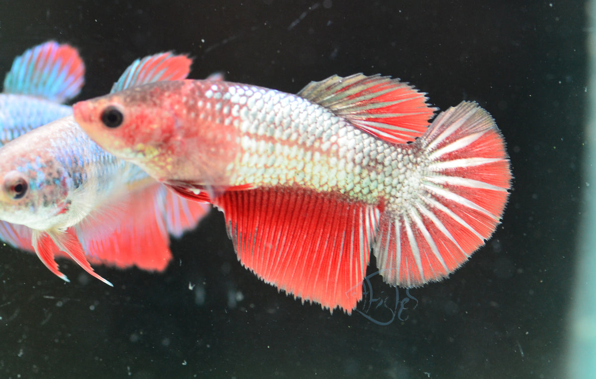 Copper Fancy Halfmoon Female