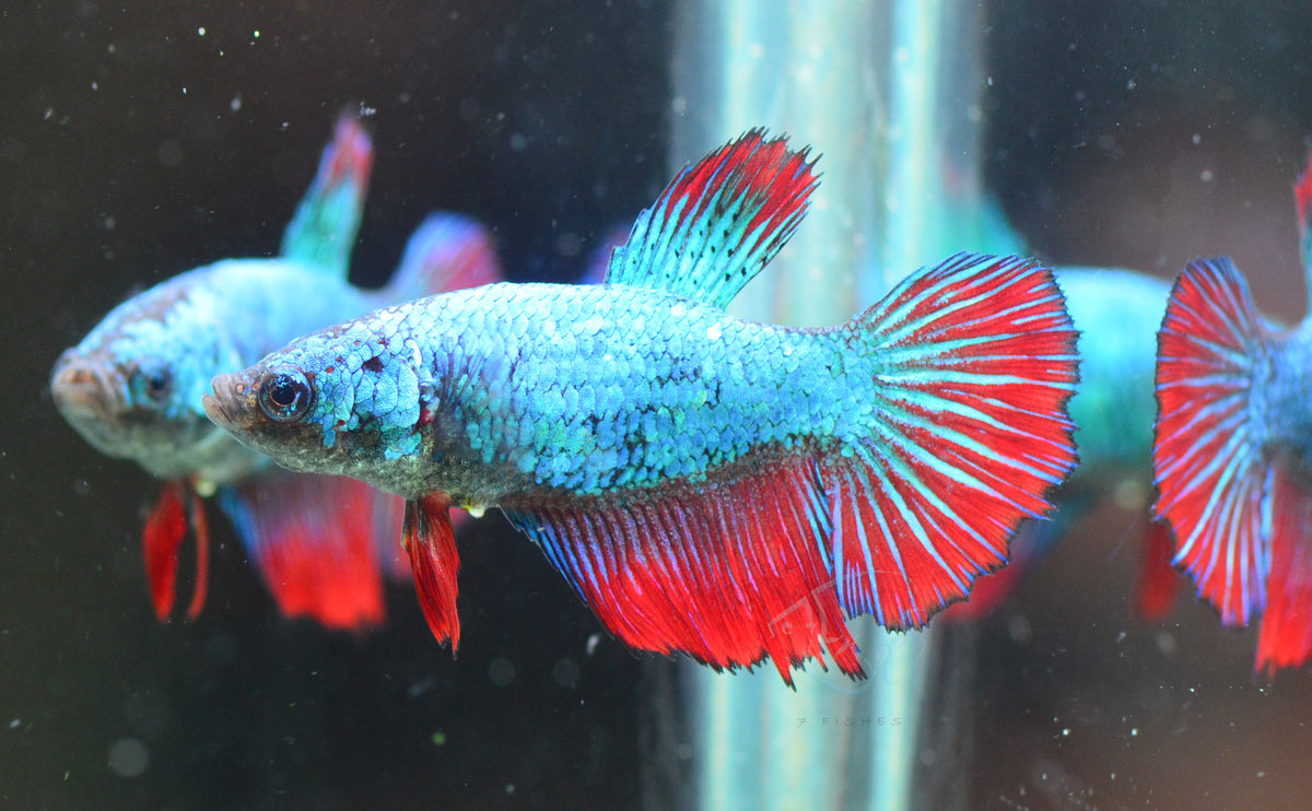 Turquoise Bicolour Halfmoon Female