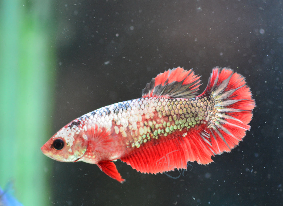 Copper Fancy Halfmoon Female