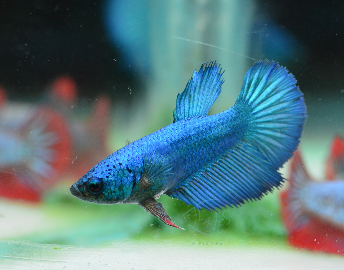 Turquoise Halfmoon Female