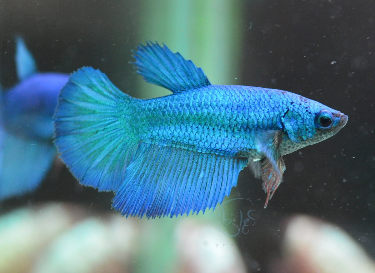 Turquoise Halfmoon Female