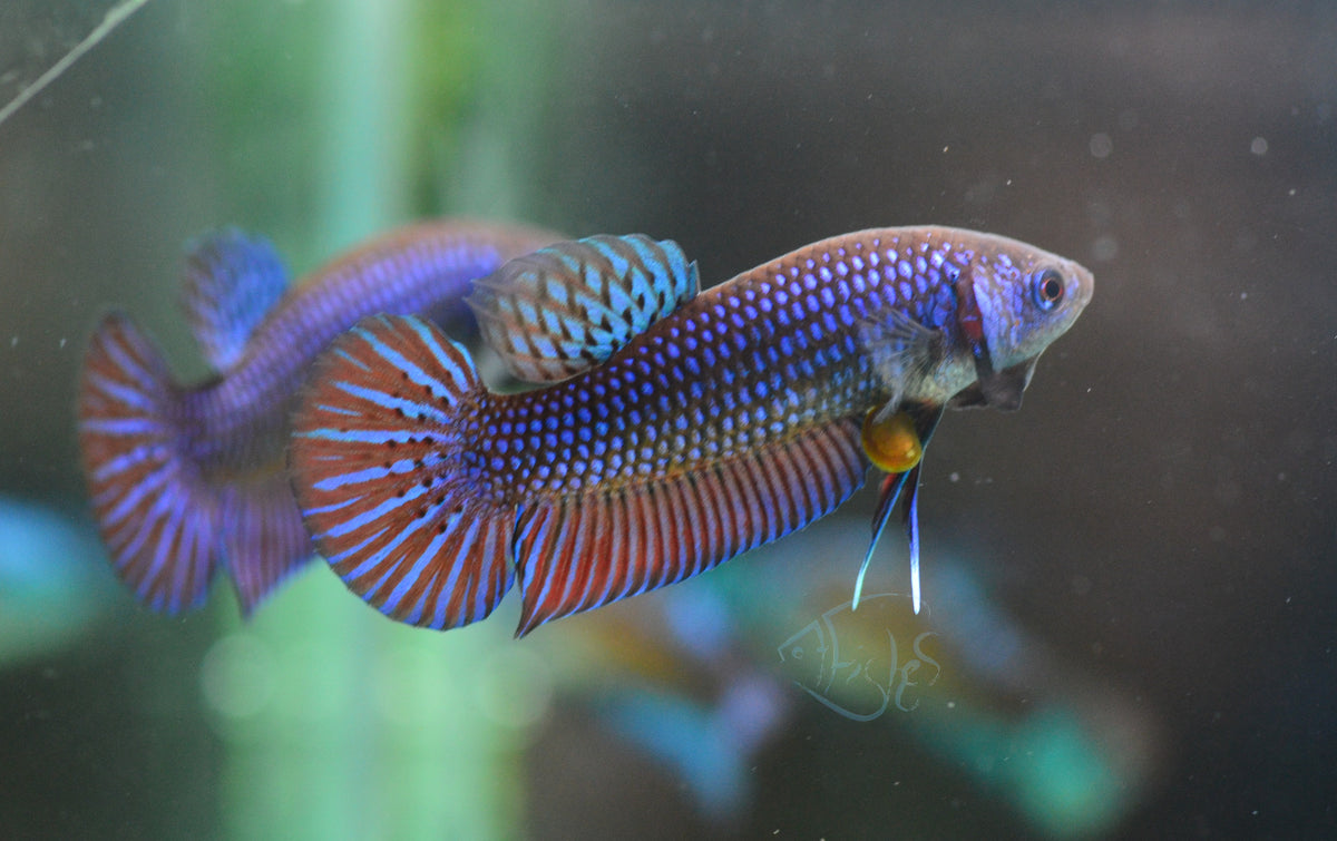 Blue Mahachai Female