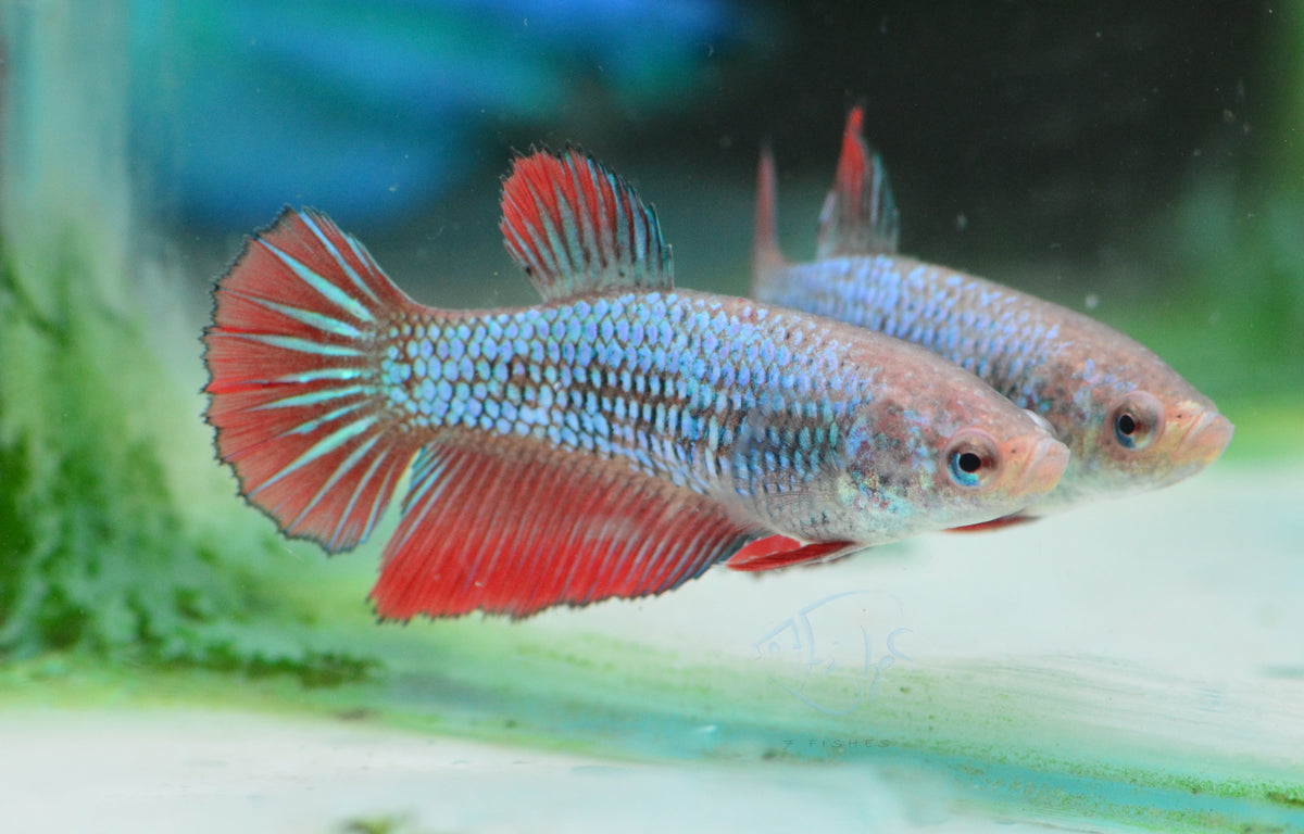 Bi-colour Halfmoon Female