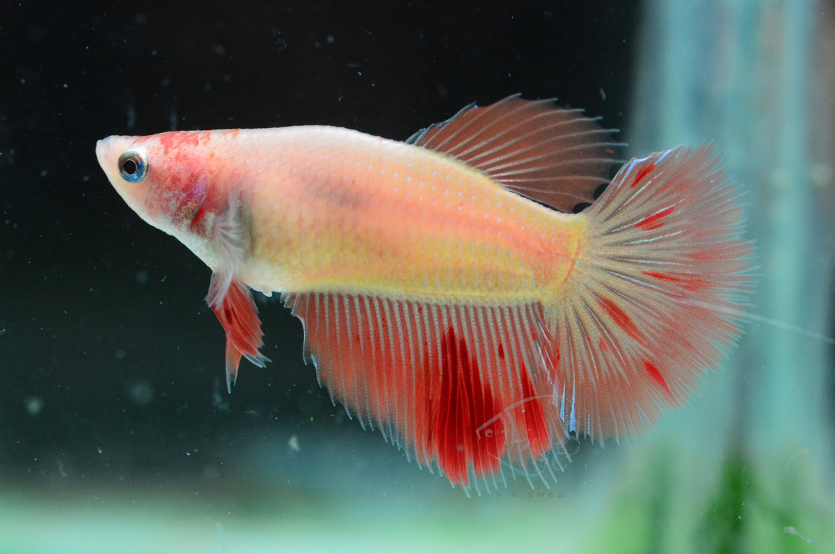 Vanda Halfmoon Female