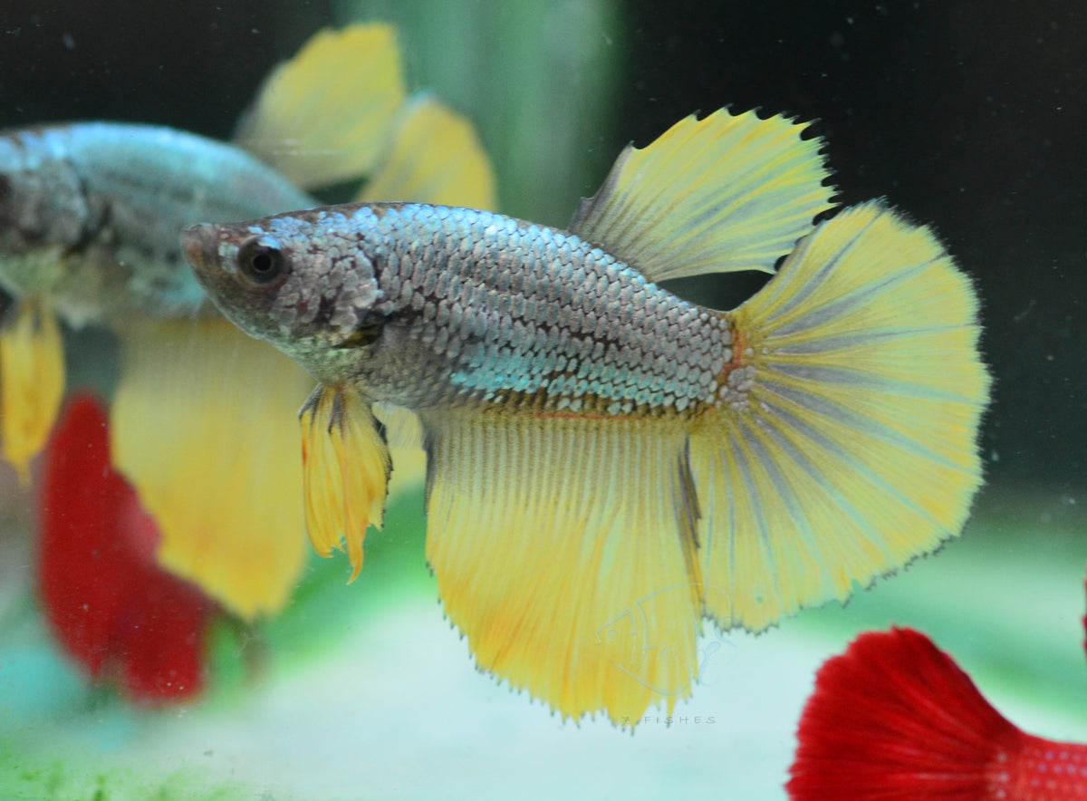 Copper Yellow Halfmoon Female