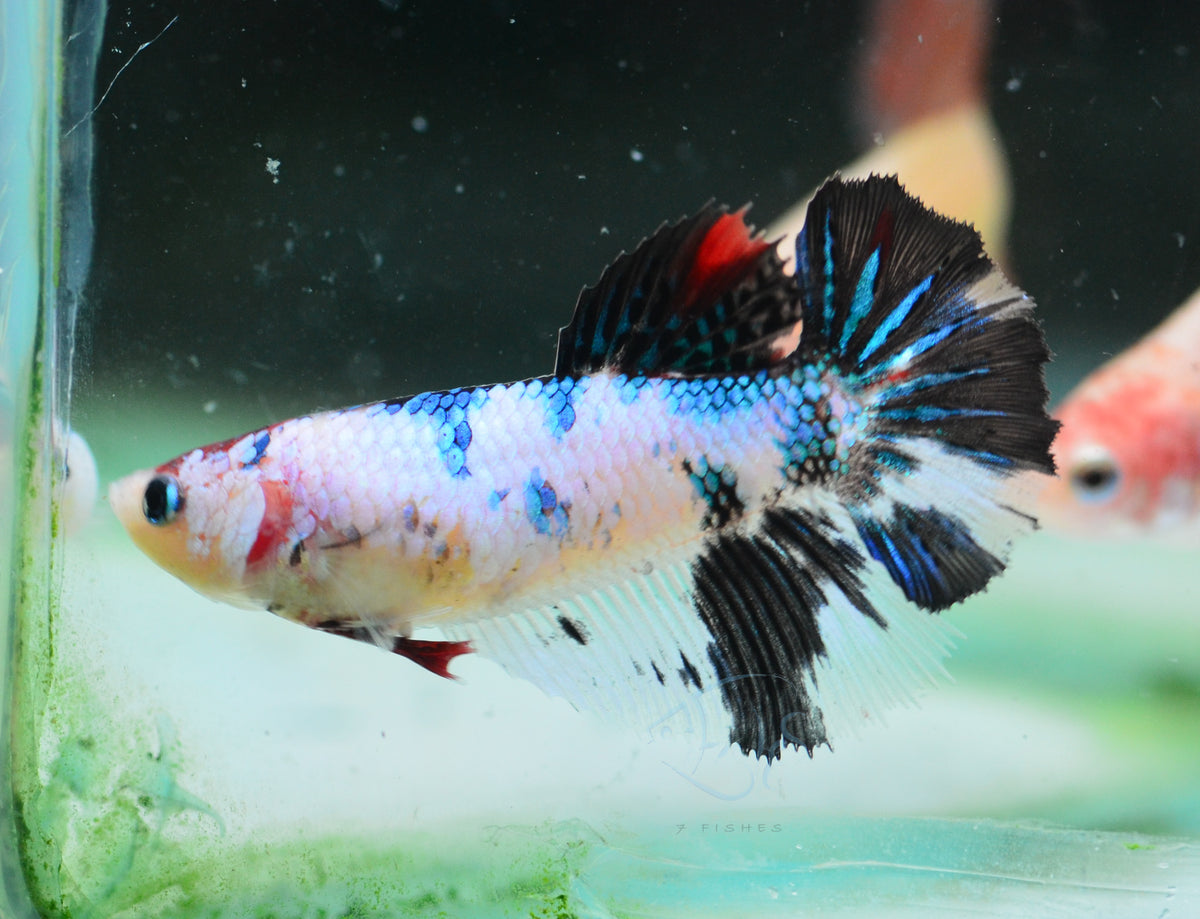 Dalmatian Halfmoon Female