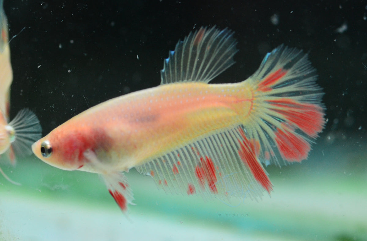 Vanda Halfmoon Female