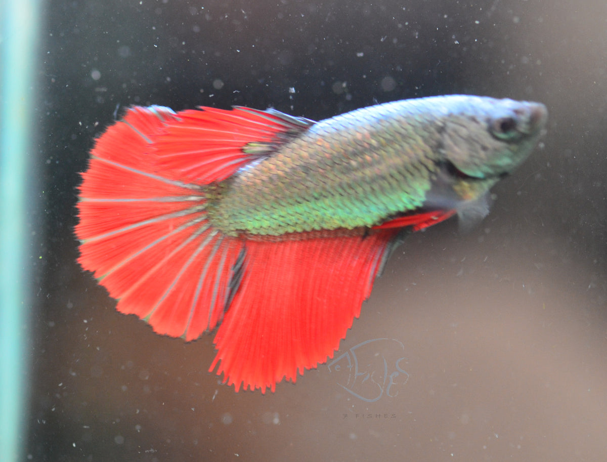 Copper Red Halfmoon Female