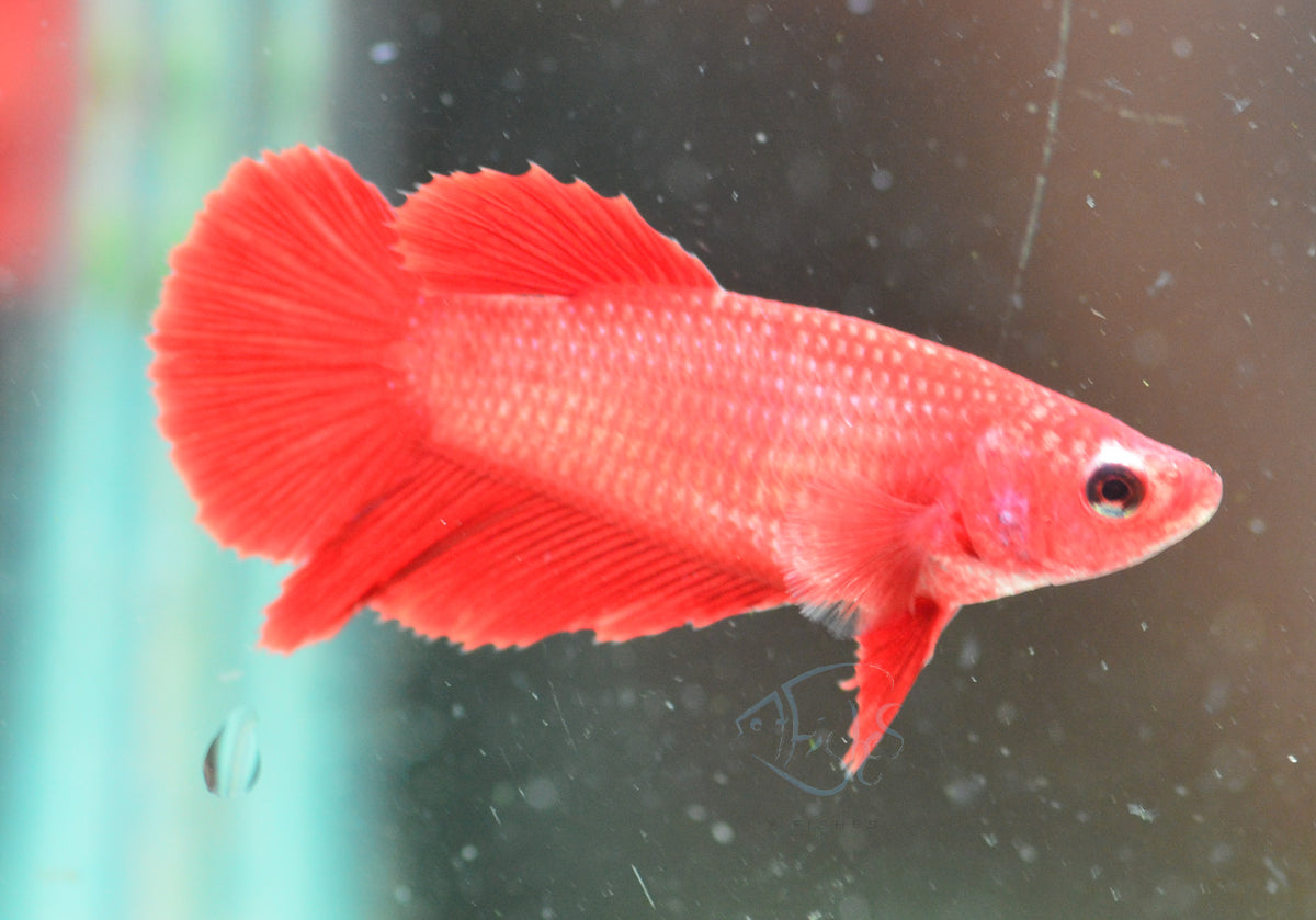 Red Halfmoon Female