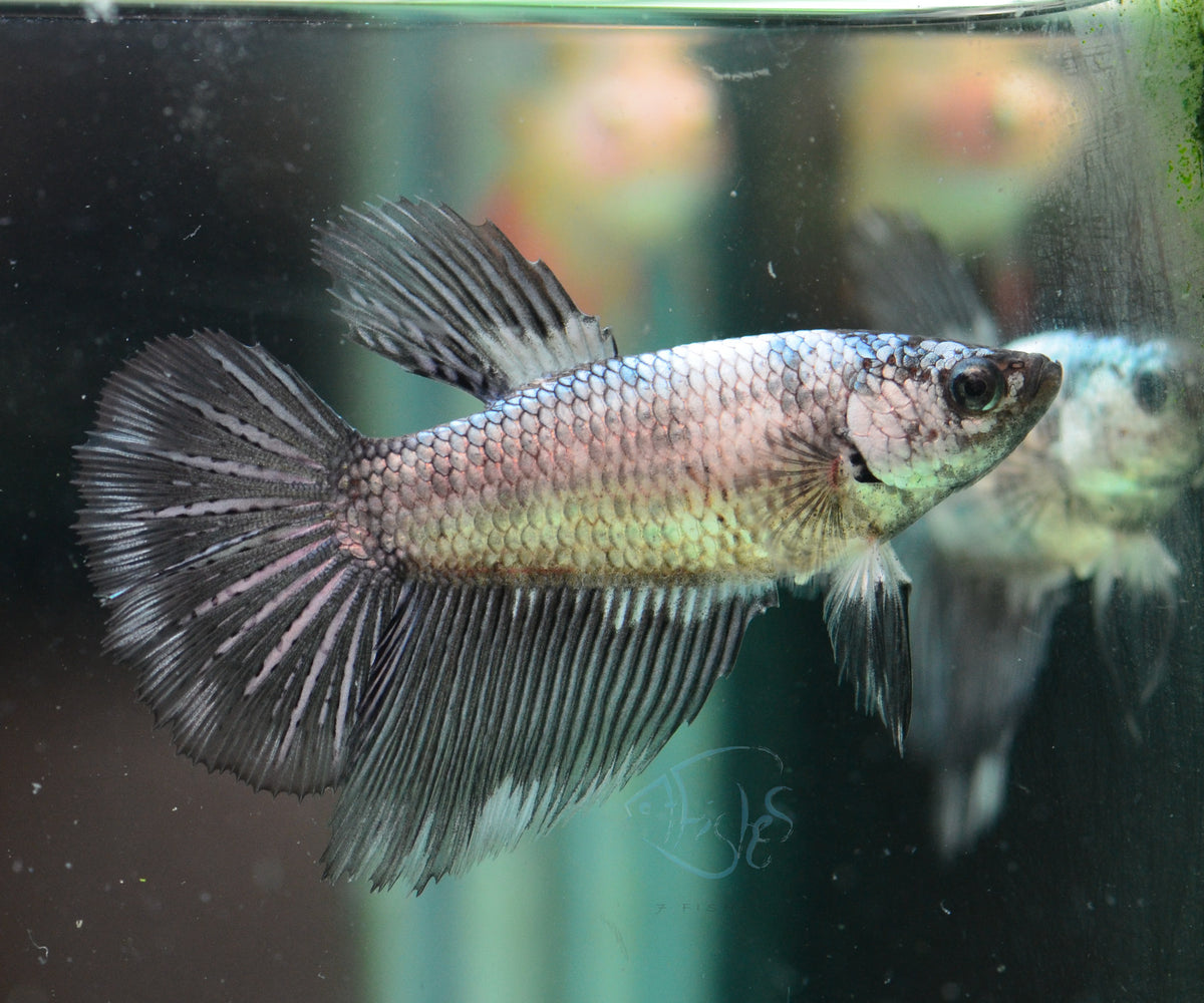 Black Marble Halfmoon Female