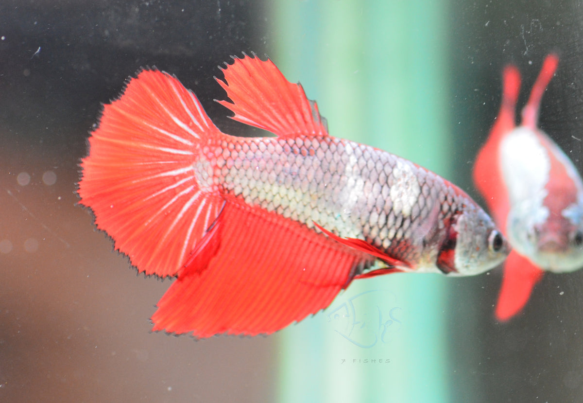 Dragon Marble Halfmoon Female