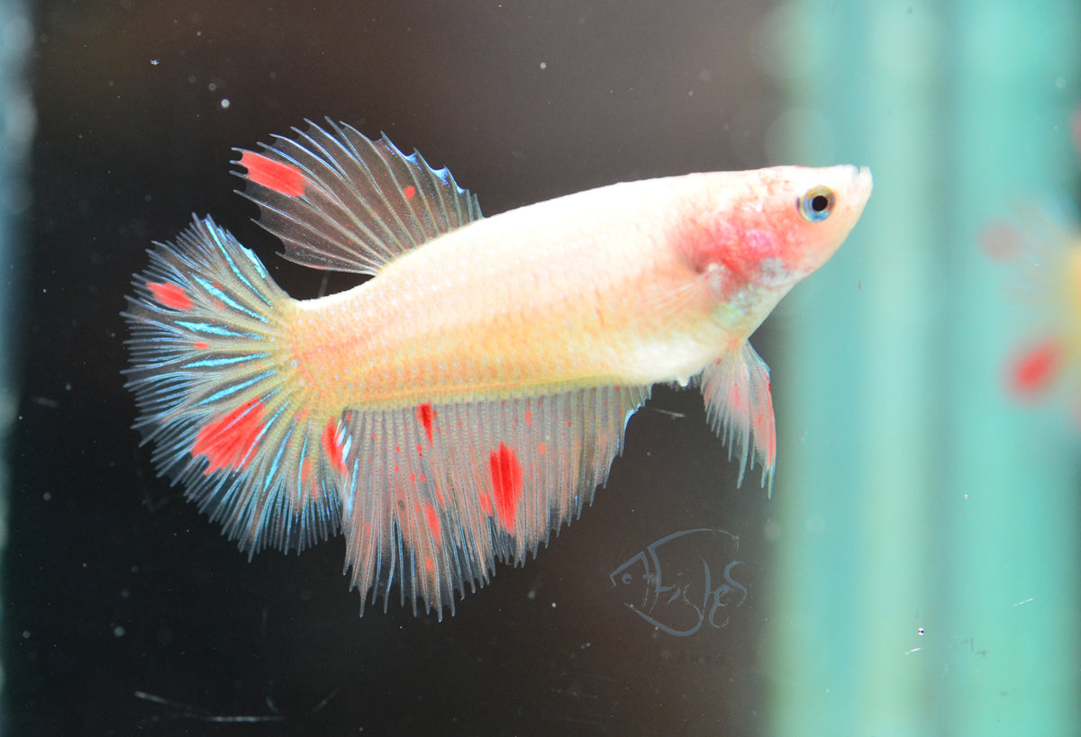 Vanda Halfmoon Female