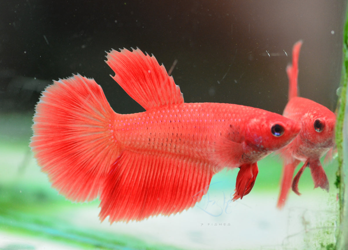 Red Halfmoon Female