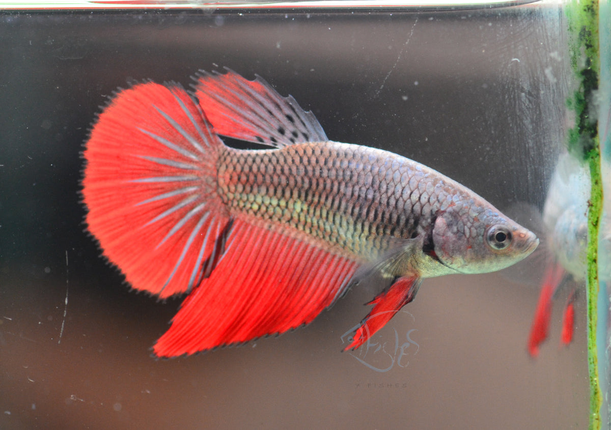 Copper Red Halfmoon Female