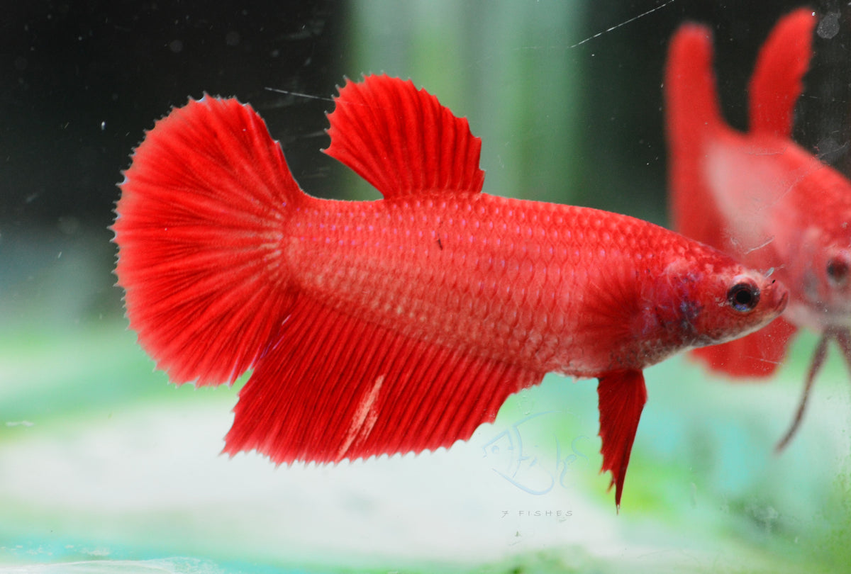 Red Halfmoon Female