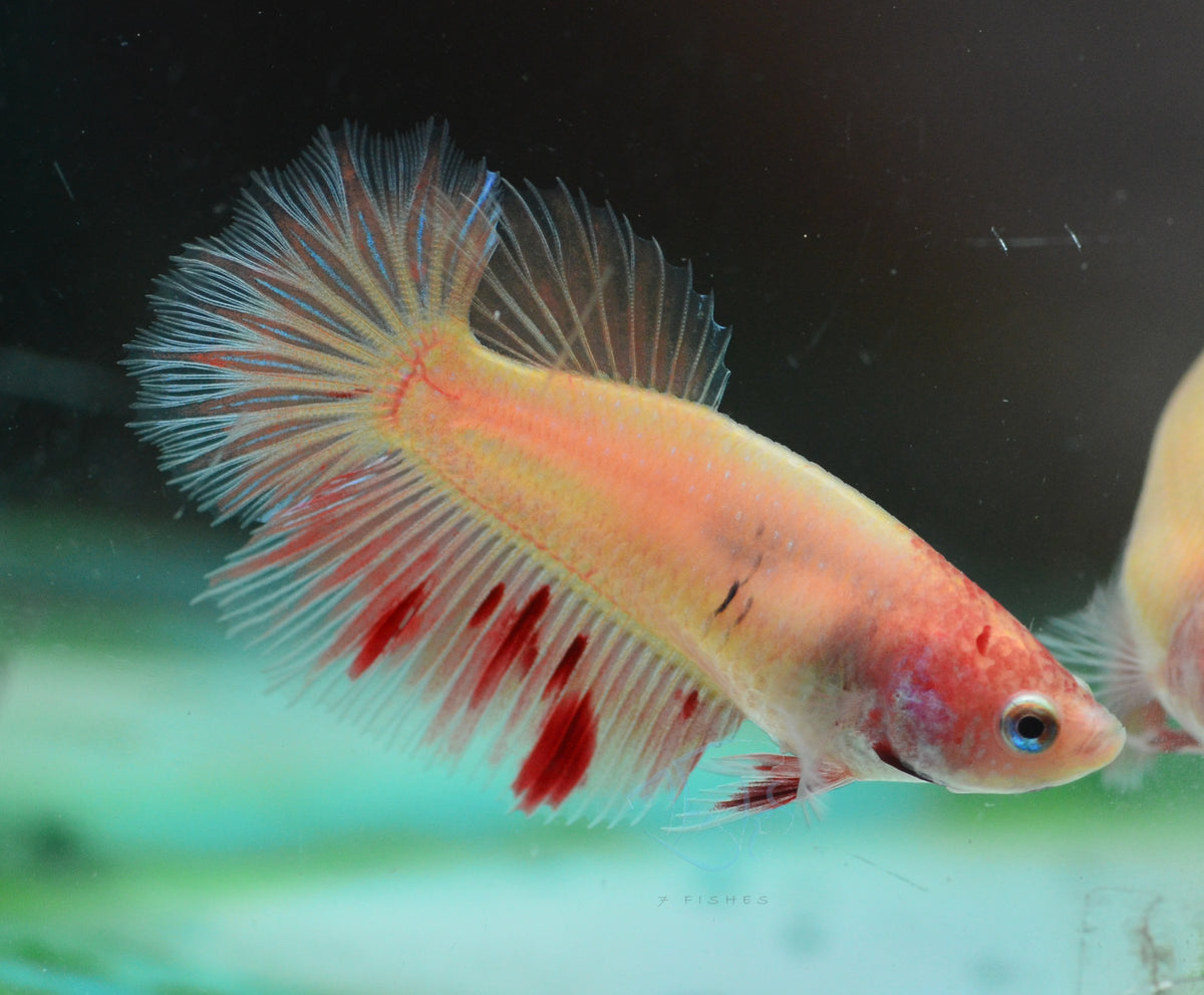 Vanda Halfmoon Female