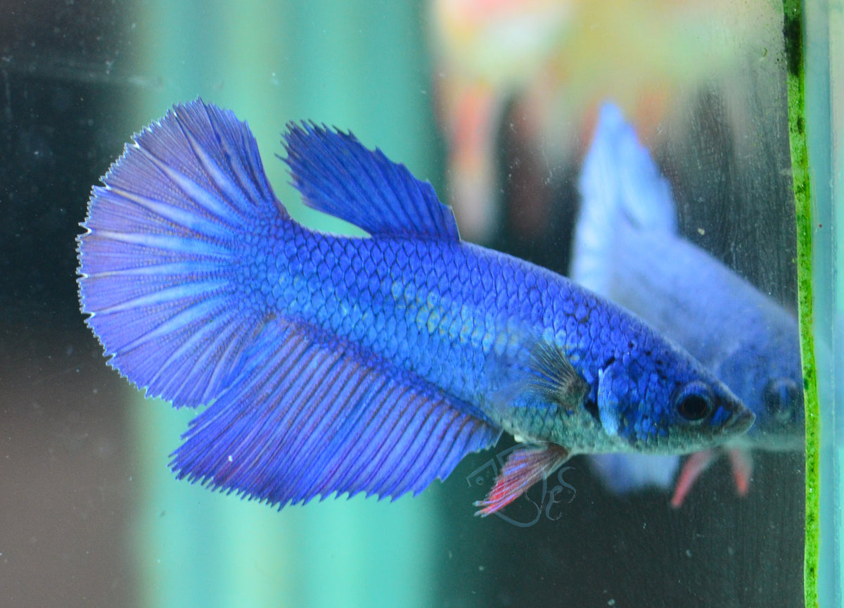 Blue Halfmoon Female