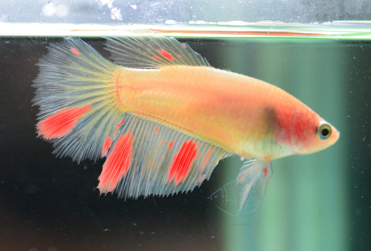 Vanda Halfmoon Female