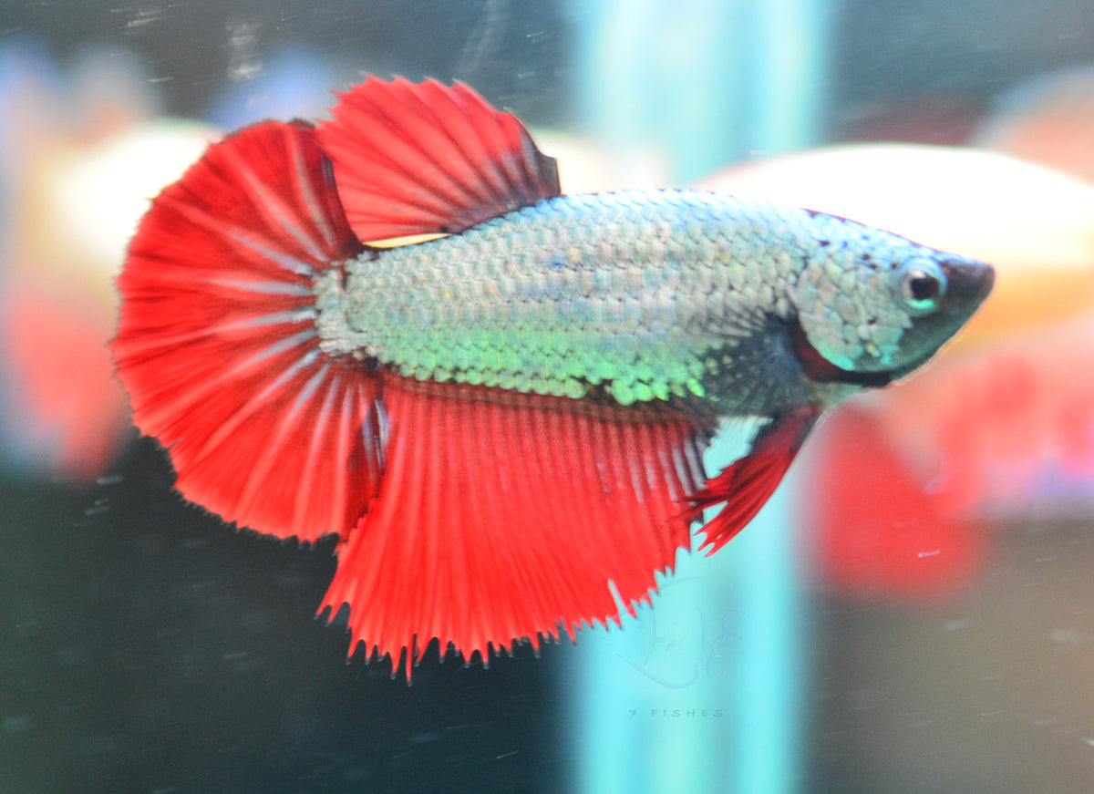 Copper Red Halfmoon Female