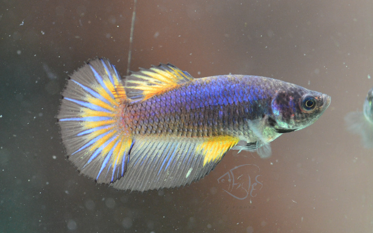 Mustard Halfmoon Female