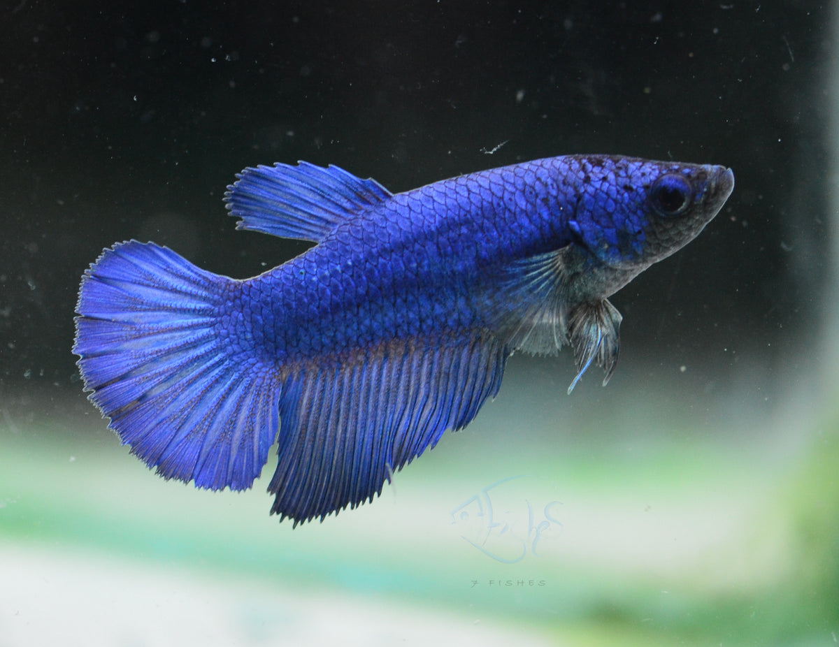 Blue Halfmoon Female