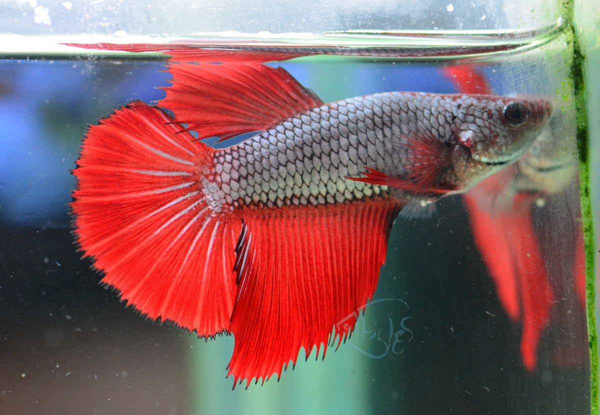 Copper Red Halfmoon Female