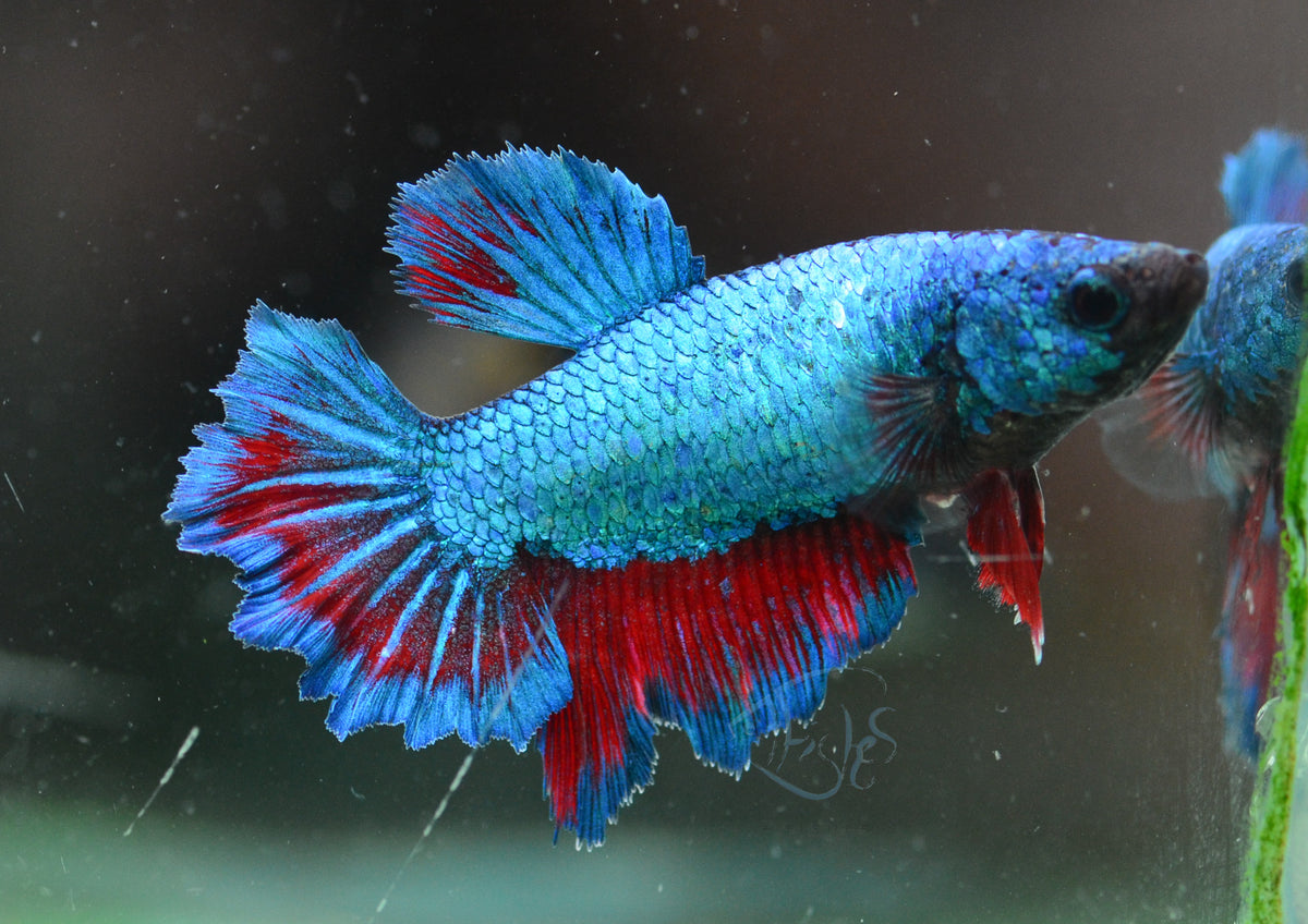 Turquoise Halfmoon Female