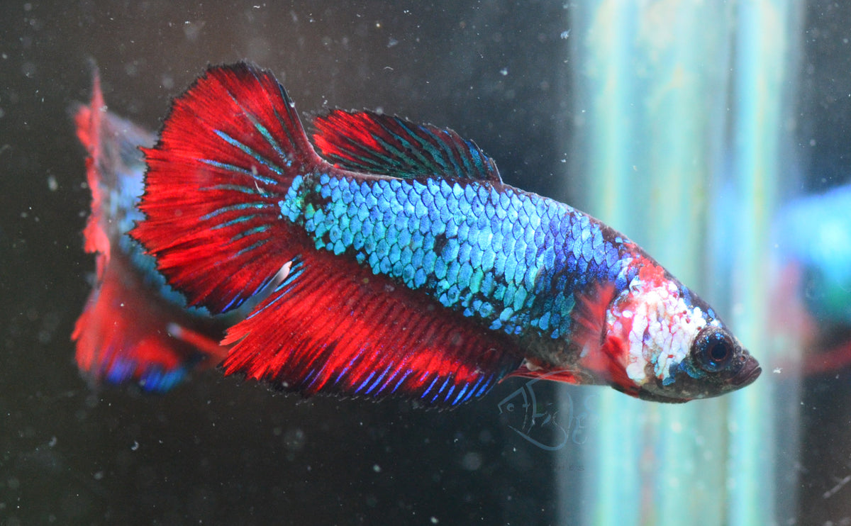 Turquoise Bicolour Halfmoon Female