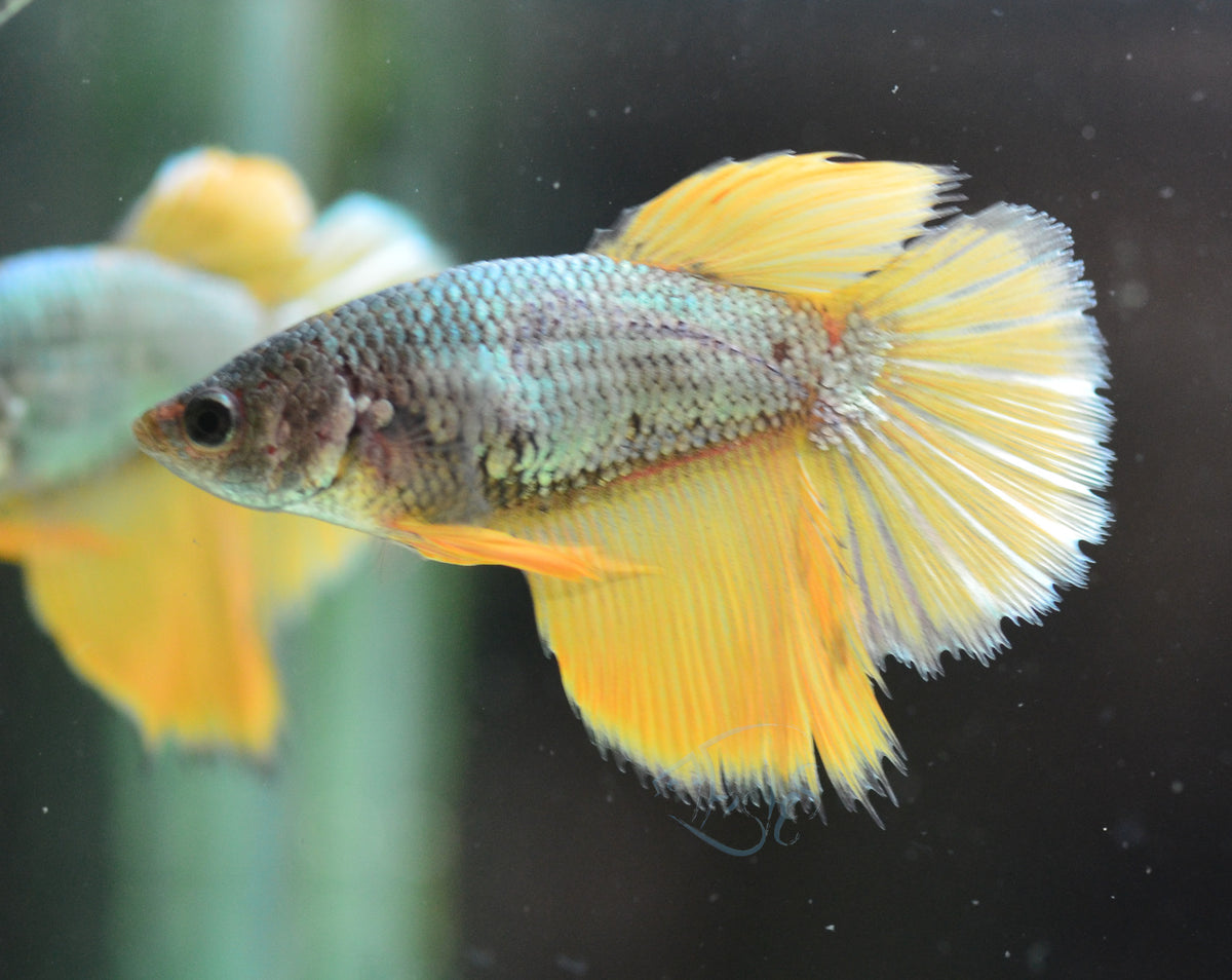 Copper Yellow Halfmoon Female