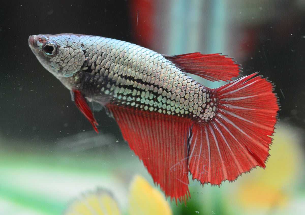 Copper Red Halfmoon Female