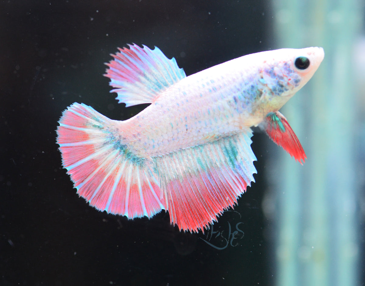 Iridescent Halfmoon Female