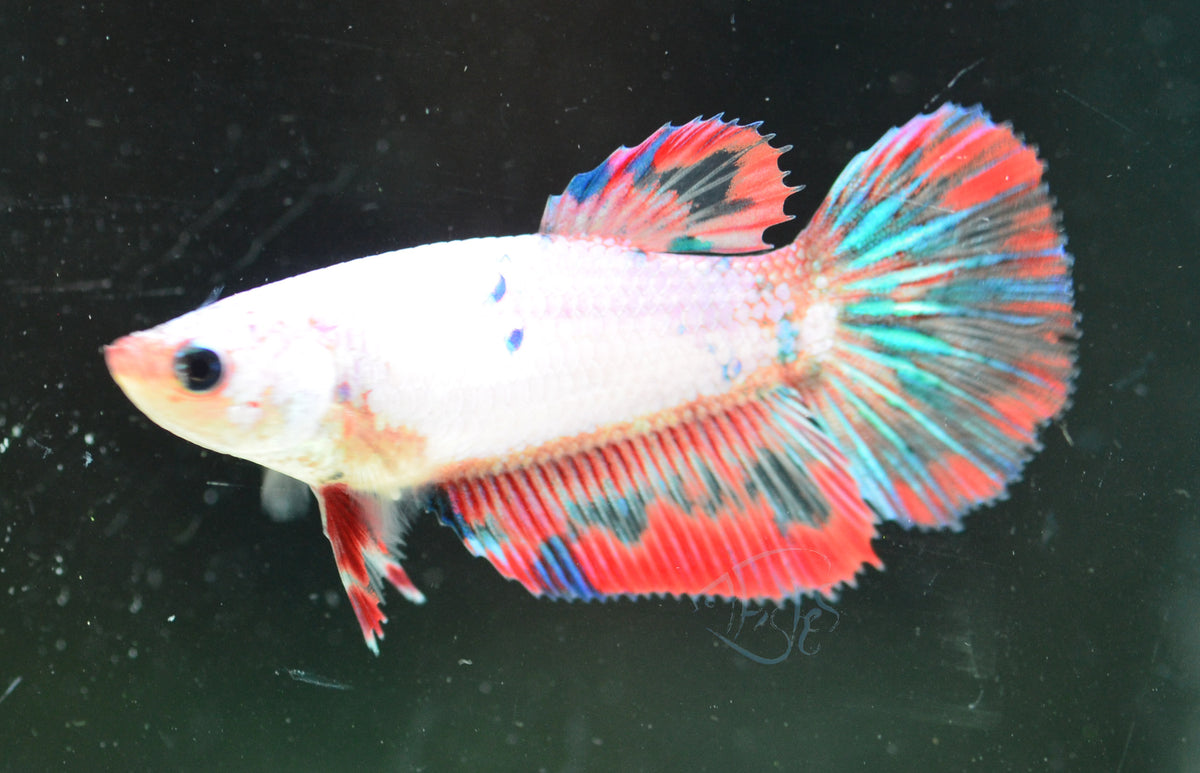 Fancy  Halfmoon Female