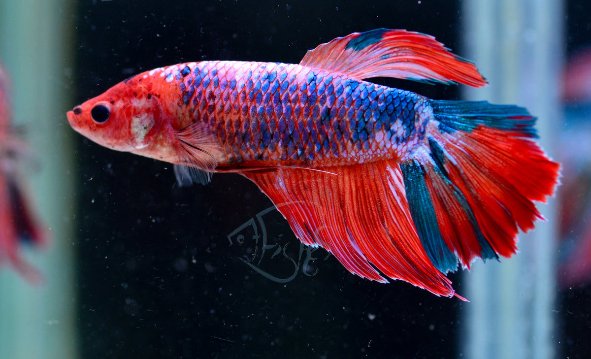 Giant Red Fancy Delta-tail Female