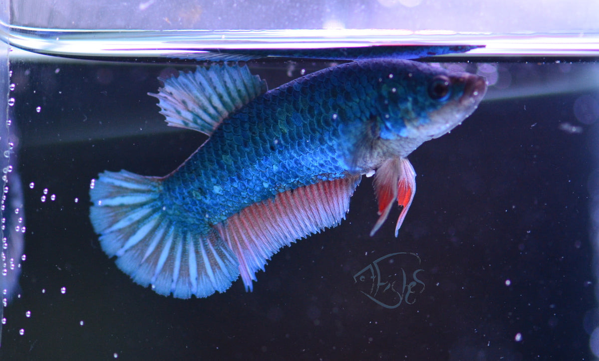 Turquoise HMPK Female