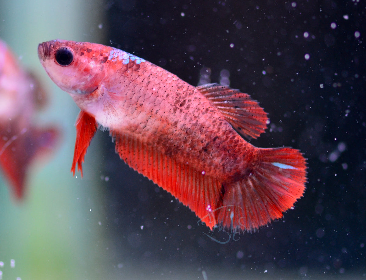 Red Tiger HMPK Female