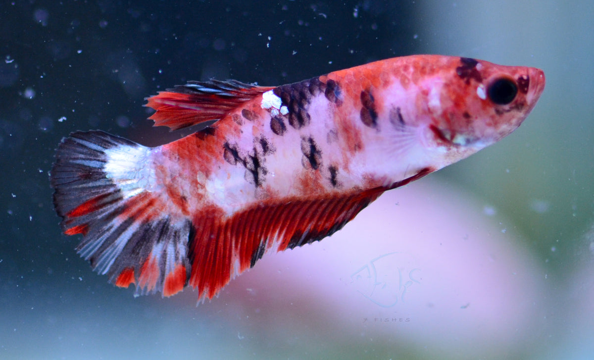 Red Koi HMPK Female