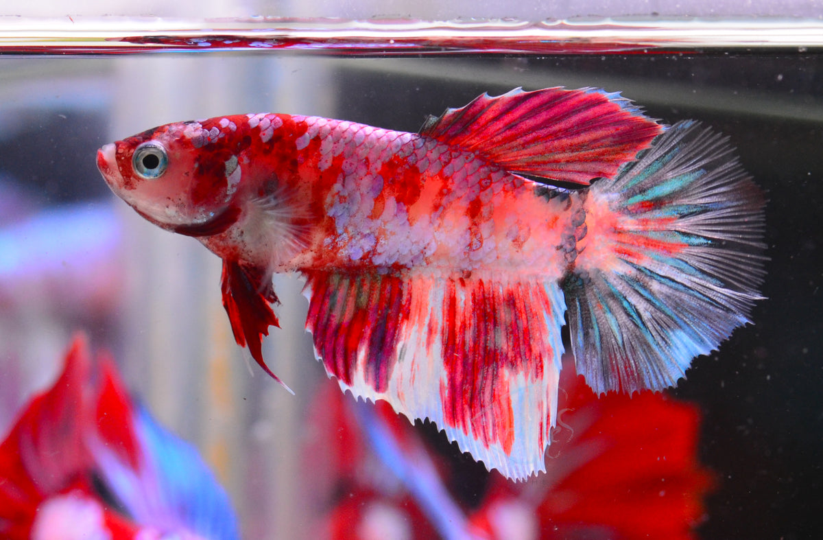 Red Galaxy Delta-tail Female