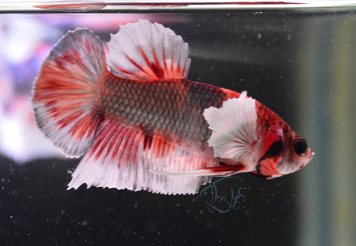 Copper Nemo Dumbo HMPK Male