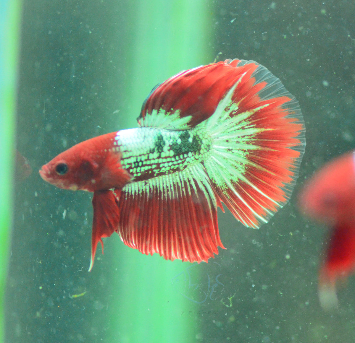 Copper Red Fancy Delta-tail Male