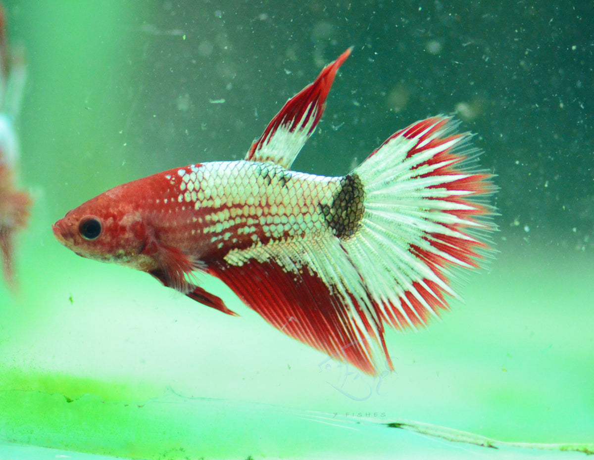 Copper Red Fancy Delta-tail Male