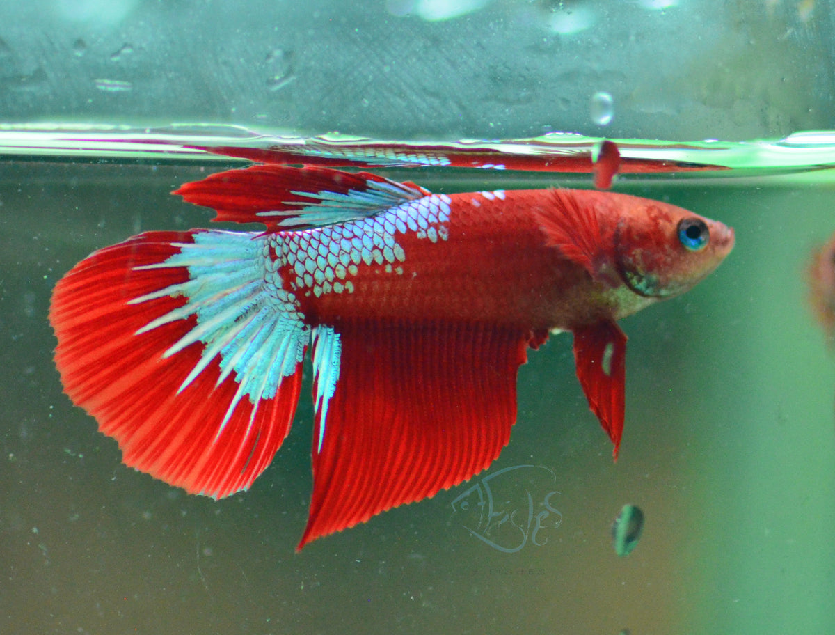 Hellboy Delta-tail Male