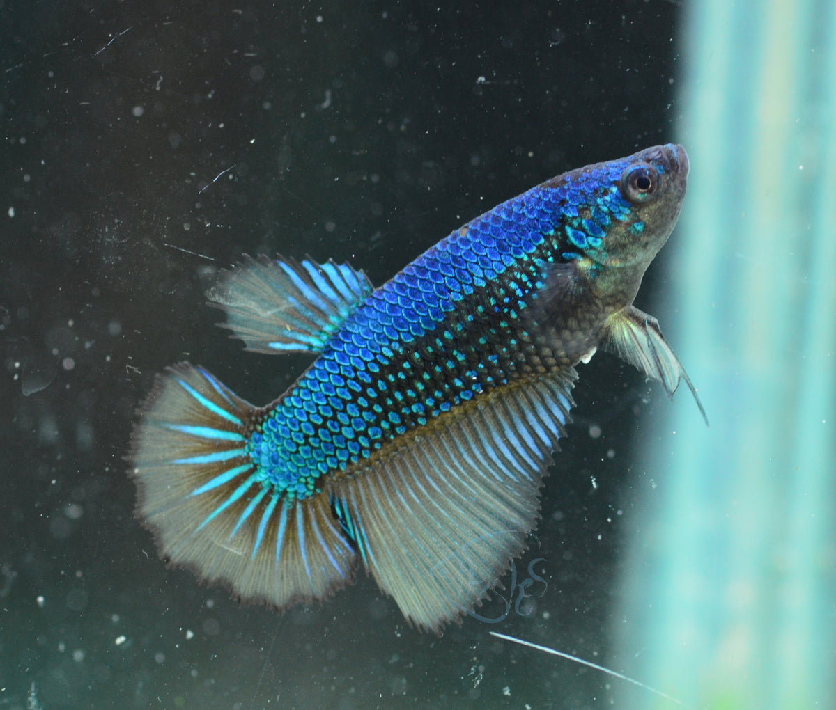 Mustard Halfmoon Female