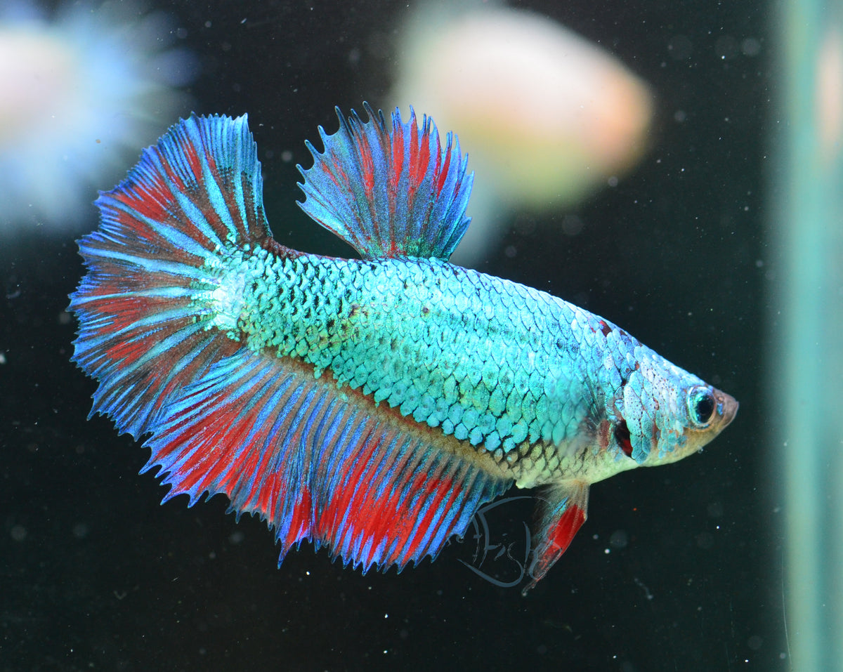 Turquoise Marble Halfmoon Female