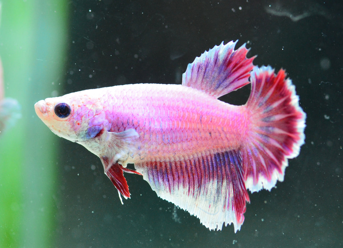 Purple Halfmoon Female