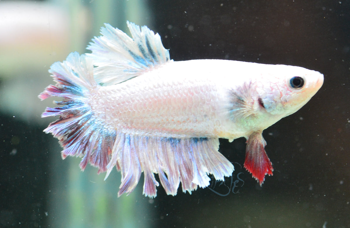 Iridescent Purple Rosetail Female
