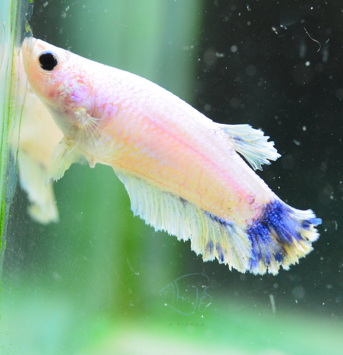 Blue Marble Halfmoon Female